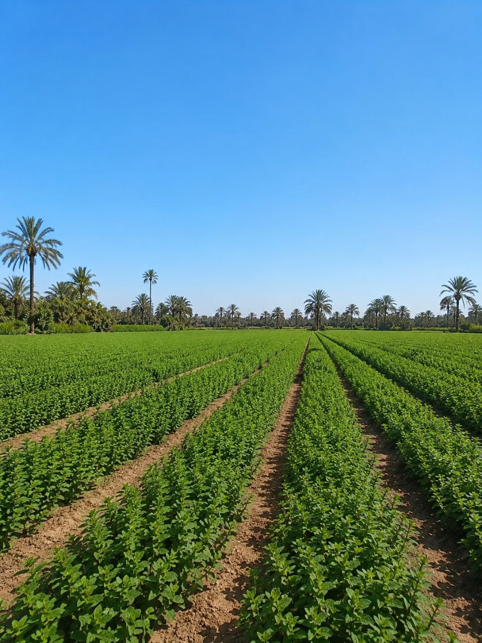 Egyptian herb farms